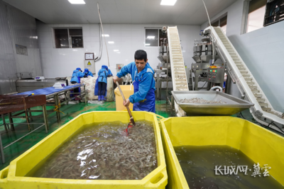 唐山灤南 冷凍對蝦加工忙，水產品冷鏈產業興