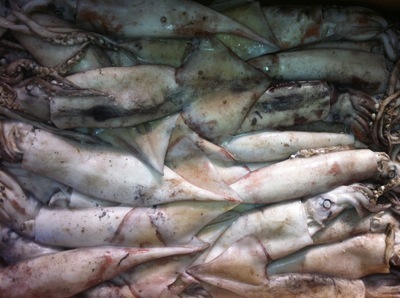 【魷魚 東海魷魚 船凍魷魚 大量供應(yīng) 批發(fā)加工】?jī)r(jià)格,廠家,圖片,鮮活/冷凍水產(chǎn),臺(tái)州市興益水產(chǎn)冷凍冷藏-