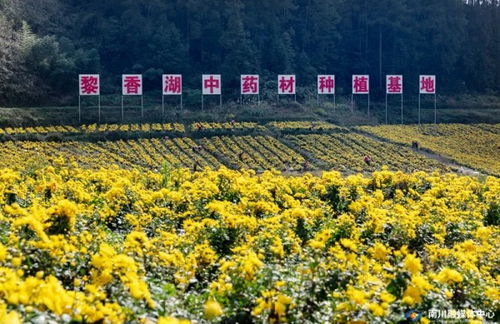 點草成金，融智興業——看南川中醫藥科技新生與產業蝶變