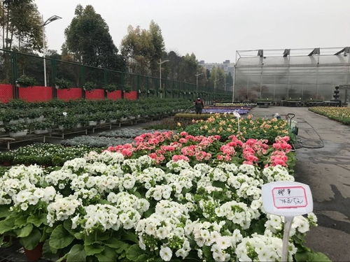 溫江花卉產業復蘇與中草藥科技咨詢的雙重奏 春回大地，科技賦能